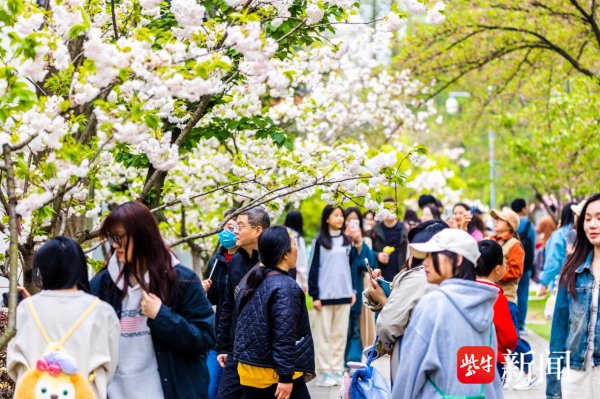 九游娱乐 - 最全游戏有限公司南京各大景区游东说念主如织、吵杂超卓-九游娱乐 - 最全游戏有限公司